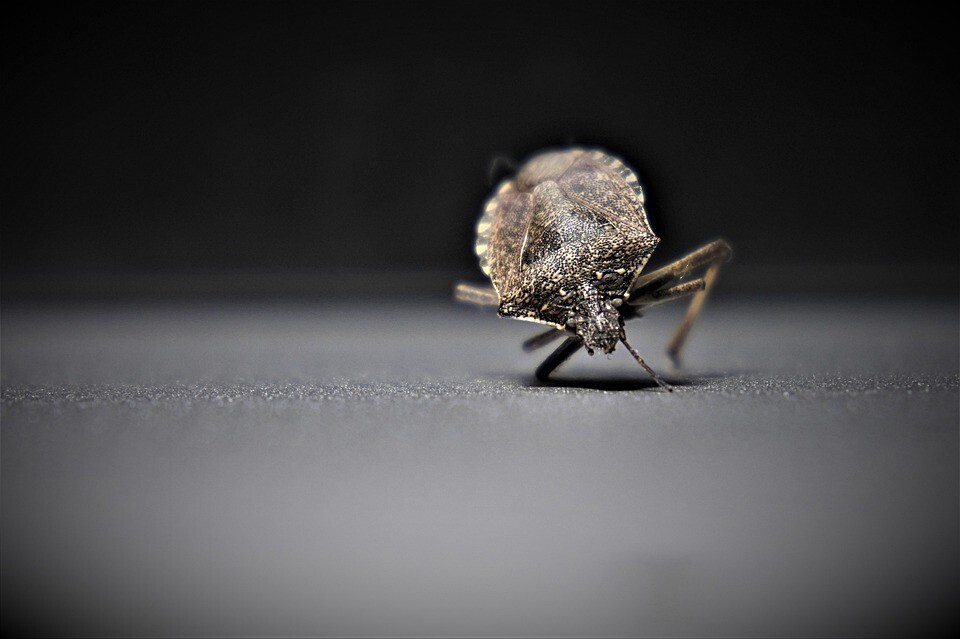 Bedbugs exterminator & Bed Bugs in Cranbrook