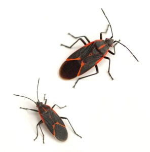 getting rid of Boxelder Bugs