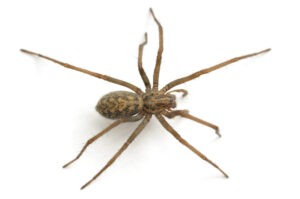 house spider in Cranbrook