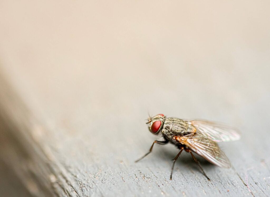 get rid of house flies