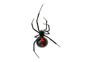 Black Widow Spiders in BC
